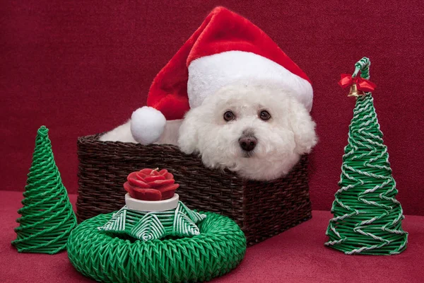 Noel Baba şapkalı şirin bisküvi friz hasır sepetin içinde duruyor. Evcil hayvanlar..