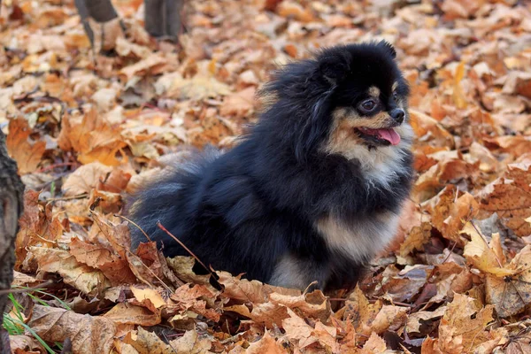 Cachorro Spitz Pomerânia Está Sentado Folhagem Outono Animais Companhia — Fotografia de Stock