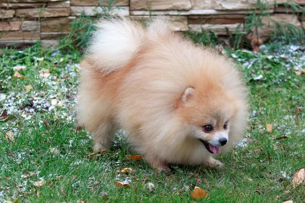 Pomeranian Puppy Aan Het Stoeien Het Groene Gras Dieren — Stockfoto