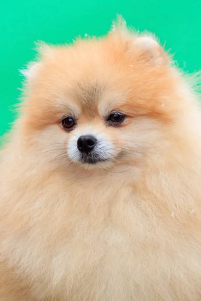 Hermoso Cachorro Spitz Pomeraniano Aislado Sobre Fondo Verde Cerca Animales —  Fotos de Stock