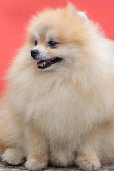 Krásné Pomeranian Spitz Štěně Tlustým Kabátem Domácí Zvířata — Stock fotografie