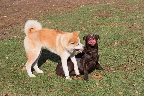 Λαμπραντόρ Retriever Κουτάβι Και Akita Inu Κουτάβι Παίζουν Στο Πάρκο — Φωτογραφία Αρχείου