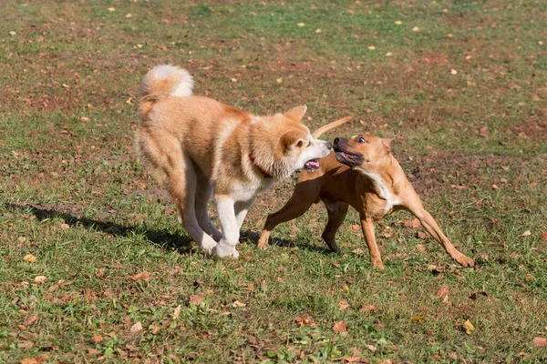 Cute American Pit Bull Terrier Cachorro Akita Inu Cachorro Están —  Fotos de Stock