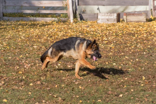 秋の公園で可愛いドイツの羊飼いの犬の子犬が走っています ペット動物 純血犬 — ストック写真