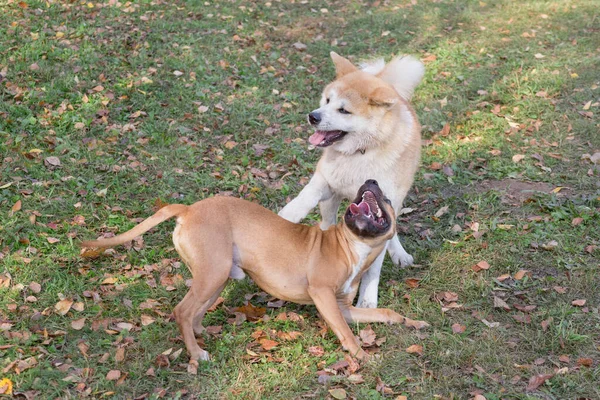 American Pit Bull Terrier Cachorro Akita Inu Cachorro Están Jugando — Foto de Stock