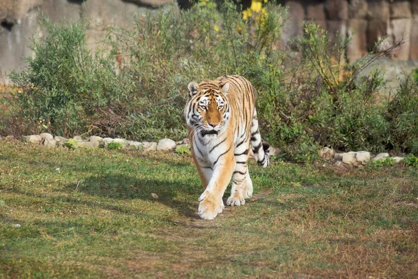 Tigre Siberiano Salvaje Está Caminando Prado Otoño Panthera Tigris Tigris — Foto de Stock