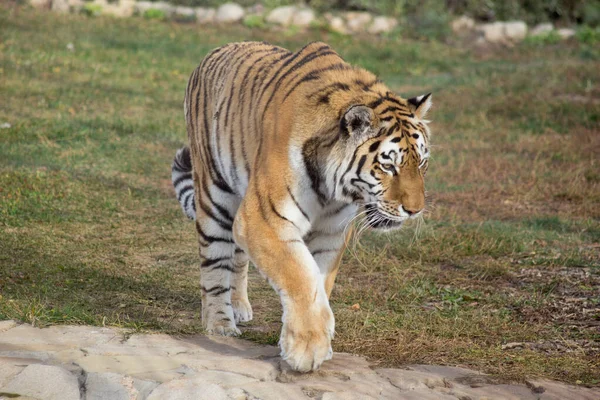 Vadon Élő Szibériai Tigris Sétál Őszi Fűben Közelről Panthera Tigris — Stock Fotó