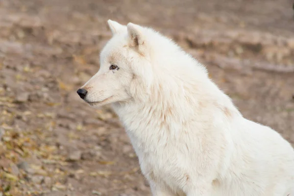 Lobo Polar Está Pie Sobre Las Rocas Grises Mirando Distancia —  Fotos de Stock