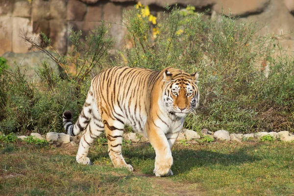 Vadon Élő Szibériai Tigris Sétál Őszi Réten Kamerába Néz Panthera — Stock Fotó