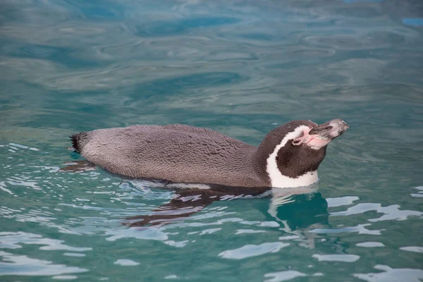Милый Пингвин Гумбольдт Пышный Голубой Воде Сфениск Гумбольдти Перуанский Пингвин — стоковое фото