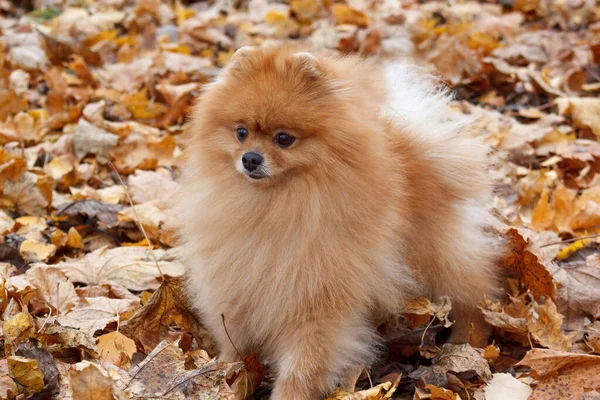 Oranje Pomeranian Puppy Staat Het Herfstblad Dieren — Stockfoto