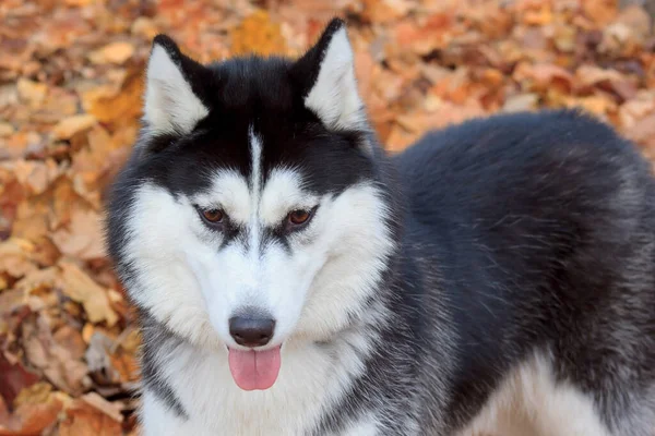 Mladý Husky Stojí Podzimním Listoví Domácí Zvířata — Stock fotografie