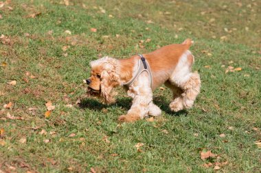 Tatlı süvari Kral Charles Spaniel Sonbahar Parkı 'nda koşuyor. Evcil hayvanlar. Safkan köpek..