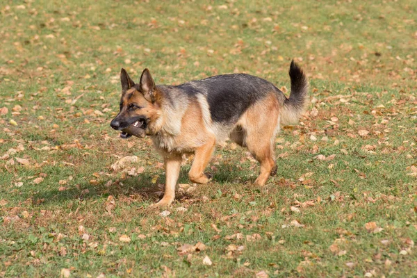 Söt Tysk Herdehund Springer Med Käpp Tänderna Höstparken Sällskapsdjur Renrasiga — Stockfoto