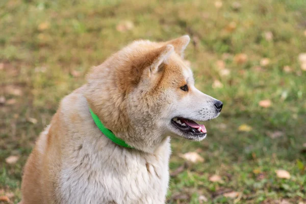 秋日公园里有一只可爱的秋田小狗狗 宠物动物 纯种狗 — 图库照片