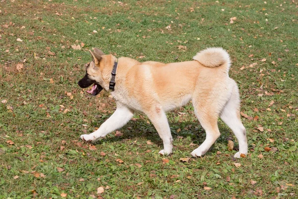 Leuke Amerikaanse Akita Puppy Loopt Het Najaarspark Vier Maanden Oud — Stockfoto