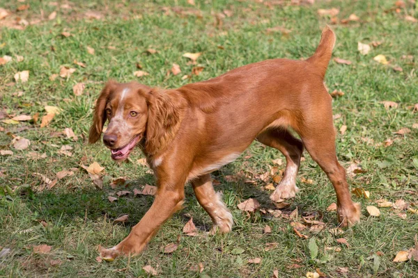 Schattig Russisch Spaniël Loopt Het Herfstpark Dieren Gewone Hond — Stockfoto