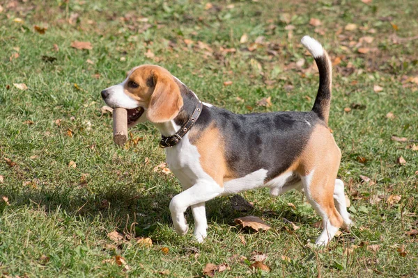 Carino Inglese Beagle Sta Camminando Con Bastone Tra Denti Nel — Foto Stock