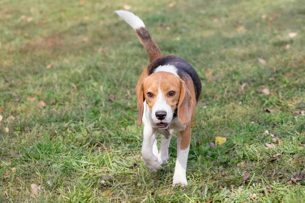 Söt Engelsk Beagle Valp Går Höstparken Sällskapsdjur Renrasiga Hundar — Stockfoto