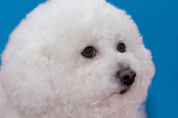 Frise Bichon Bonito Fundo Azul Animais Companhia — Fotografia de Stock