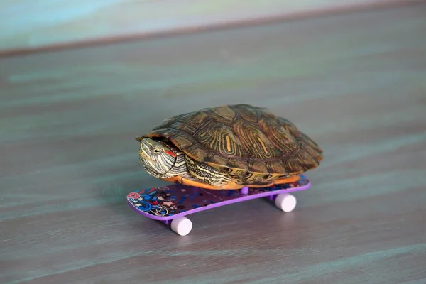 Handschildkröte Fährt Skateboard Haustiere — Stockfoto