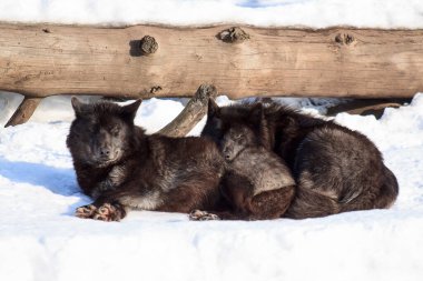 İki siyah Kanada kurdu bahar güneşinin tadını çıkarıyorlar. Hayvanlar vahşi yaşam.