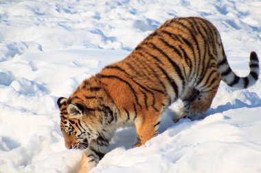 Vahşi Sibirya kaplanı beyaz bir karda yürüyor. Yabani Hayvanlar.