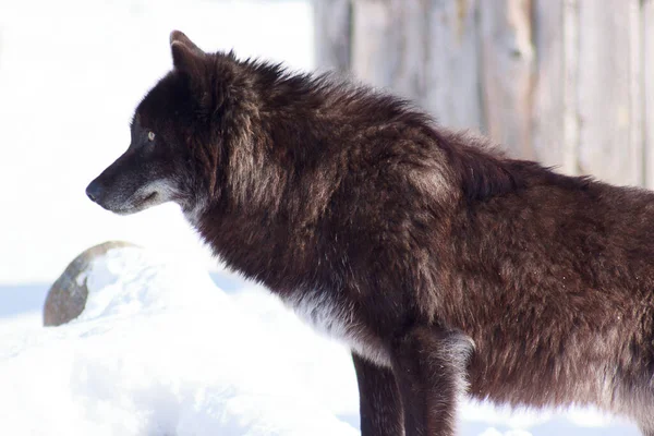 Jonge Zwarte Canadese Wolf Let Zijn Prooi Dieren Het Wild — Stockfoto