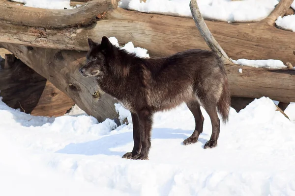 Zwarte Canadese Wolf Kijkt Uit Naar Zijn Prooi Dieren Het — Stockfoto