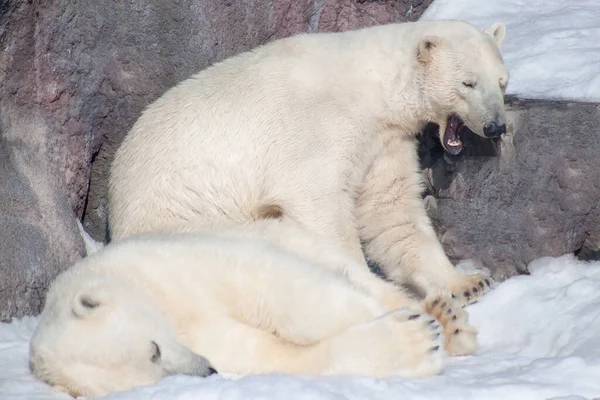 Twee Ijsberen Rusten Een Witte Sneeuw Dieren Het Wild — Stockfoto