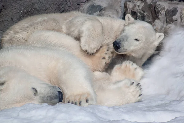 Dva Lední Medvědi Spí Bílém Sněhu Zvířata Volné Přírodě — Stock fotografie
