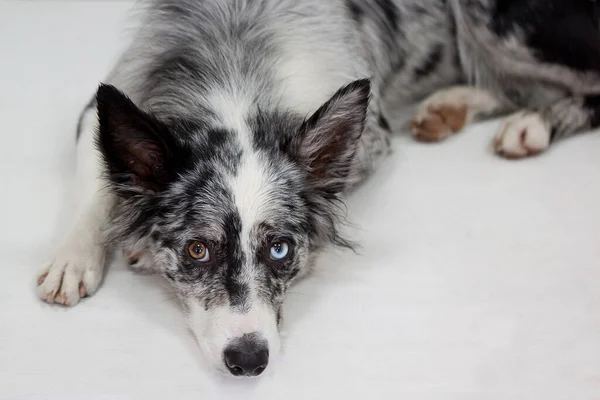 Mavi Merle Border Collie Ahşap Zeminde Yatıyor Evcil Hayvanlar — Stok fotoğraf