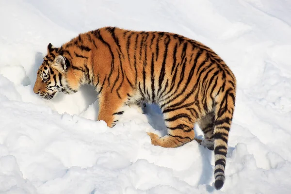 Tigre Selvagem Siberiano Localiza Sua Presa Animais Vida Selvagem — Fotografia de Stock