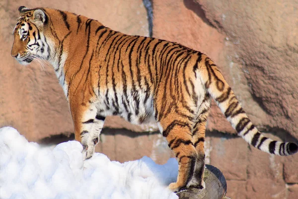 Tigre Siberiano Salvaje Está Pie Sobre Una Nieve Blanca Animales — Foto de Stock