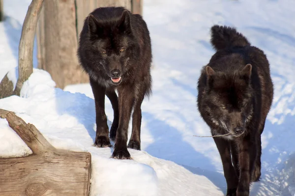 Twee Zwarte Canadese Wolven Houden Hun Prooi Gaten Dieren Het — Stockfoto