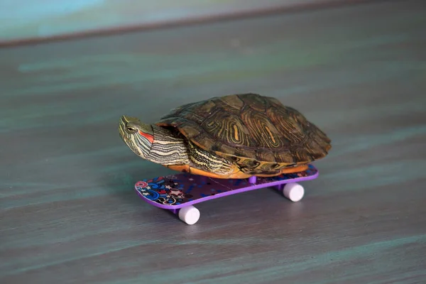Pequena Tartaruga Manual Está Montando Skate Animais Companhia — Fotografia de Stock