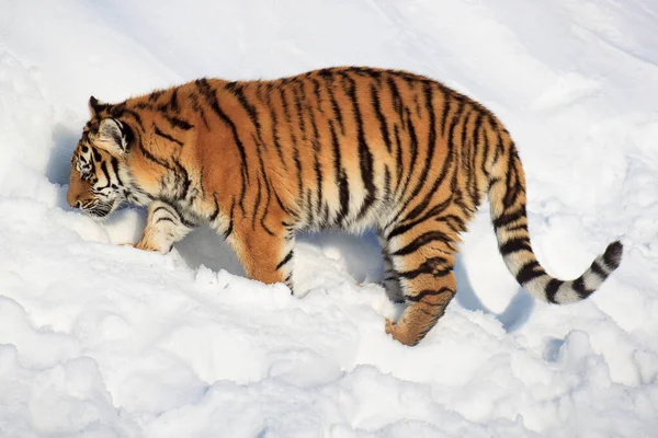 Tigre Siberiano Salvaje Camina Sobre Una Nieve Blanca Animales Vida — Foto de Stock