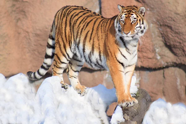 Tigre Siberiano Salvaje Está Mirando Hacia Fuera Para Presa Animales — Foto de Stock
