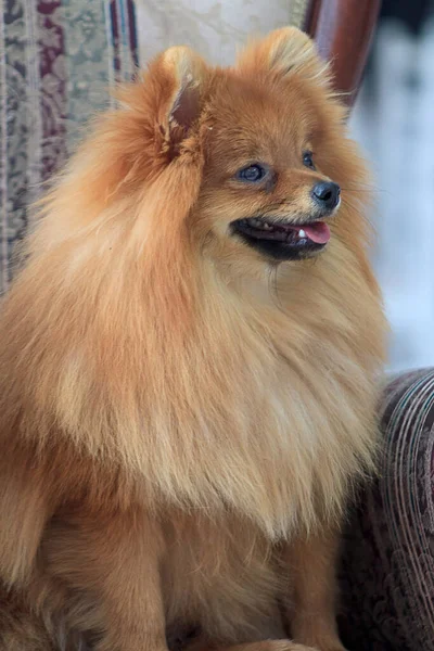 Pomeranian Spitz Κουτάβι Κάθεται Στη Μεγάλη Καρέκλα Κοντινό Πλάνο Ζώα — Φωτογραφία Αρχείου