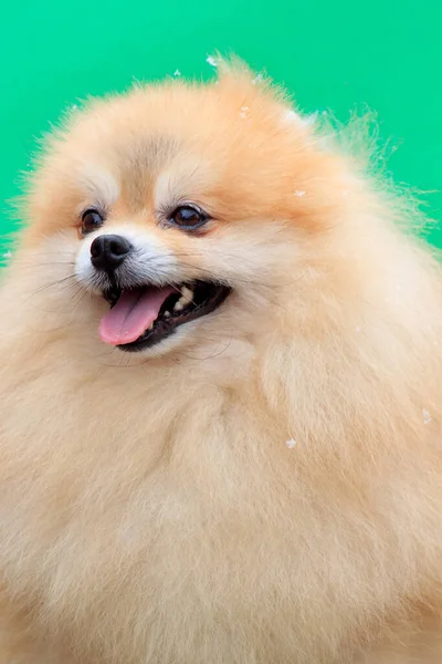 Bonito Cachorro Spitz Pomeranian Isolado Fundo Verde Fecha Animais Companhia — Fotografia de Stock