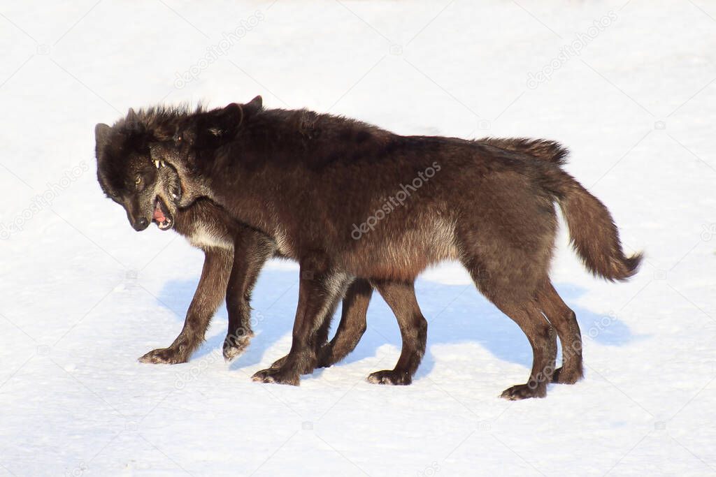 Two black canadian wolves are frolicking on a white snow. Animals in wildlife.