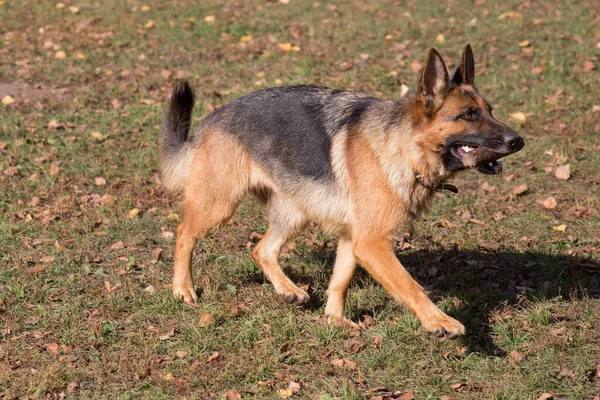 かわいいドイツの羊飼いの犬は秋の公園で彼の歯に棒で走っています。ペット動物. — ストック写真