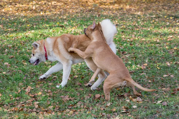 American pit bull terrier cucciolo e akita inu cucciolo stanno giocando nel parco autunnale. Animali da compagnia. — Foto Stock