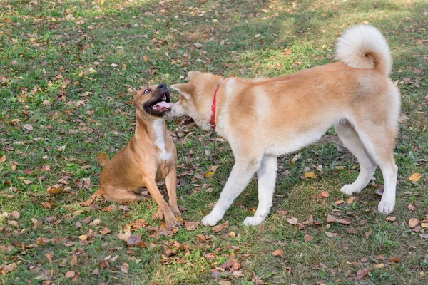 Cute amerykański pit bull terrier szczeniak i akita inu szczeniak grają w jesiennym parku. Zwierzęta domowe. — Zdjęcie stockowe
