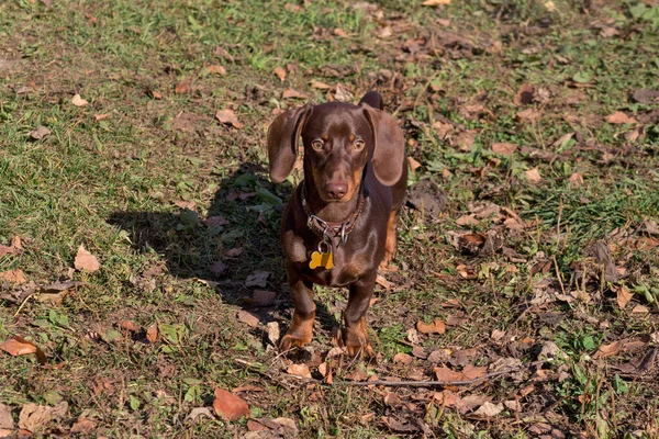 Bonito cachorro dachshund está de pé no parque de outono. Cão salsicha ou salsicha. Animais de companhia. — Fotografia de Stock