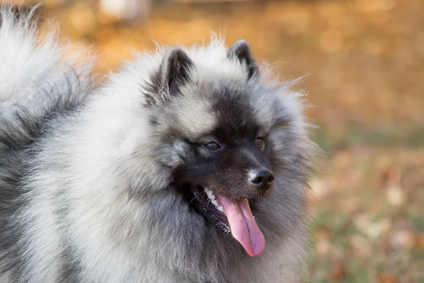 Portré Farkasköpő Kölyökkutya Őszi Lombozat Háttér Keeshond Vagy Német Köpködő — Stock Fotó