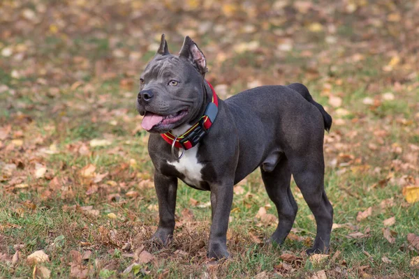 Carino cucciolo bullo americano è in piedi nel parco autunnale. Ha sette mesi. Animali da compagnia. — Foto Stock