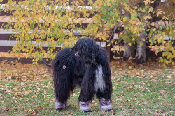 Lindo Perro Afgano Negro Está Pie Sobre Una Hierba Verde —  Fotos de Stock