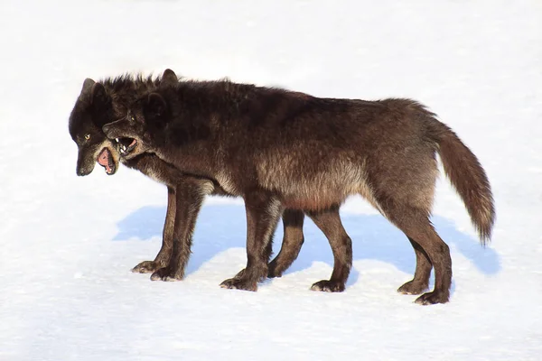 Dois Lobos Negros Canadianos Brincar Neve Branca Animais Vida Selvagem — Fotografia de Stock