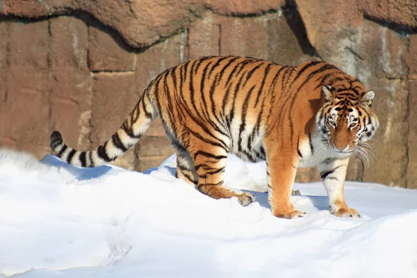 Beautiful siberian tiger is standing on a white snow. Animals in wildlife. Rare and endangered animal species.